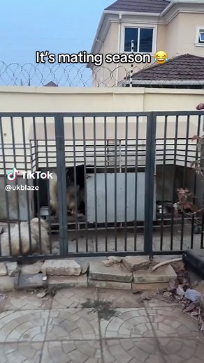 Funny Mating Season Moments with Female Pets