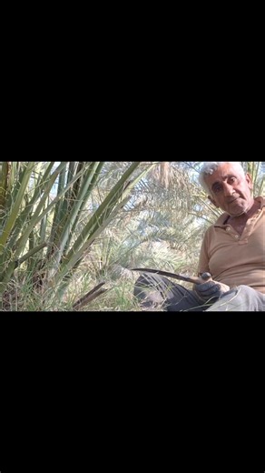 No Machines. Just Real Date Palm Pruning