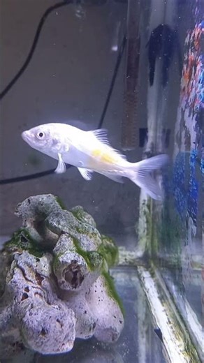 insaniquarium in irl