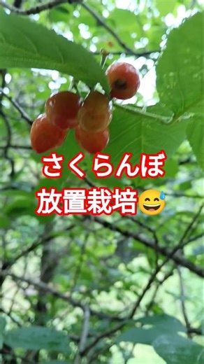 【父親が15年前に植えたサクランボ】帰郷の翌年、蘖（ヒコバエ）を挿し木。5年生の6株が育っている。購入したサクランボは、草に負けて全滅してる。自然が強いんだね。
