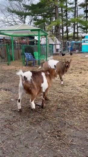 These tiny goats are crazy and headbutting each other! Nigerian Dwarf Goats