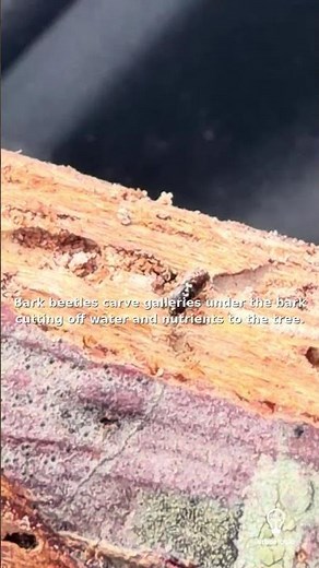 Why Is My Pine Tree Dead? Bark Beetles Explained | Piedmont, SC Inspection