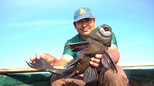 2.1M views · 18K reactions | The invasive armored catfish made its way from Brazil about 20 years ago and has now overrun lakes and rivers across Mexico and the US. | Insider News | Facebook