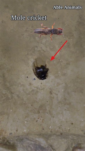 Mole cricket