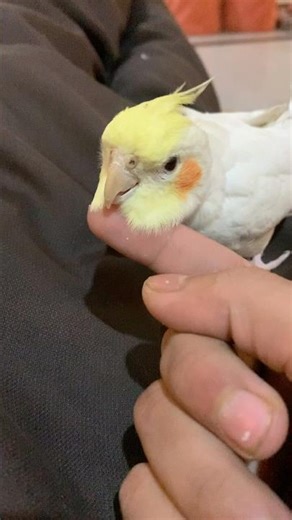 Daily routine 😍 #cockatiel #cuteparrot