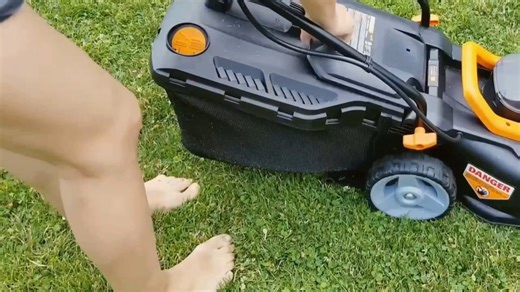WORX 40V 14" Cordless Mower Review: Quiet & Easy for Small Yards: * Check Price (US)► https://www.tipselite3s.com/worx-40v-14-b07by88v1q * Check Price (CA)► https://www.besttips.ca/worx-40v-14-b07by88v1q - The WORX 40V 14-inch cordless lawn mower is ideal for small yards and operates as a 2-in-1 electric model that mulches or bags grass quietly and efficiently. - It features a compact and lightweight design for easy pushing, along with 6-position height adjustment for customized cuts. - It inclu