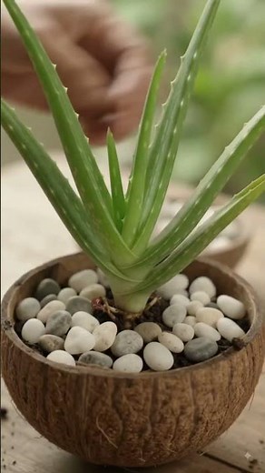 🌿 5 Beautiful DIY Plant Ideas to Decorate Your Home! 🤯✨ #shorts