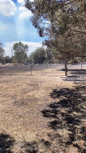 These are the alpaca males. 10 boys who survived. Part of their paddock fencing was standing somewhat so we chose to keep them there contained. A person went in after the fires and tied up the loose wire fencing and fallen gates to contain them. I believe his name was Steven but I’m not sure. Thank you so much! A few other kind souls fed and gave them water while we were outside the fire zone because we couldn’t get in. #Harcourt #alpacas #bushfiresaustralia | Campo Verde Alpacas & Llamas
