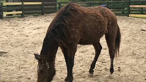 12K views · 104 reactions | Wow what a year❗️7️⃣0️⃣ horses adopted‼️ we had many ups and some downs but the ups are definitely what get us through. thank you does not begin to express how appreciative we are, we definitely couldn’t have done it without everyone’s help. Here is a glimps into the many amazing moments from this year 殺殺殺 this is why we do what we do | Equine Rescue of Aiken | Facebook