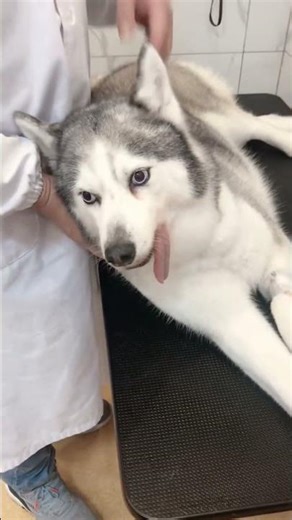 Dogs afraid of injections #dog