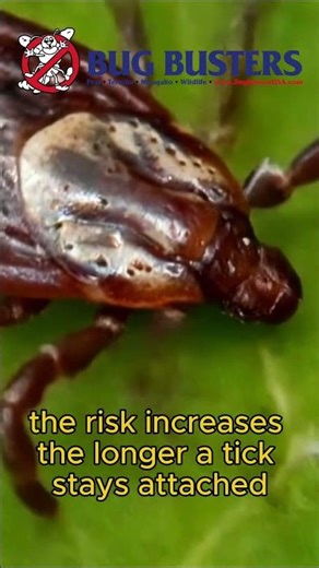 American Dog Tick #tickawarenessweek