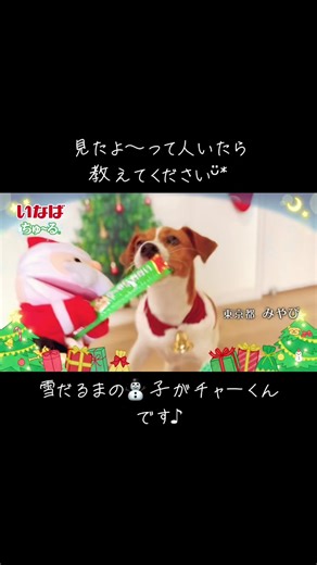 #わんちゅーる #わんちゅーるcm #wanちゅーる #チワワのいる生活 #犬好きと繋がりたい