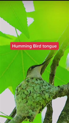 Hummingbird Sticking Out Its Tongue