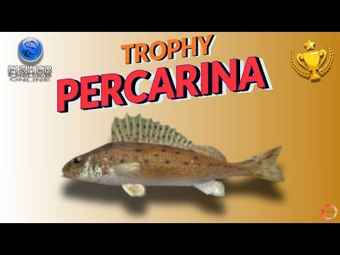Fisher Online | TROPHY Percarina on Don River 🇷🇺 | Best Spot & Setup