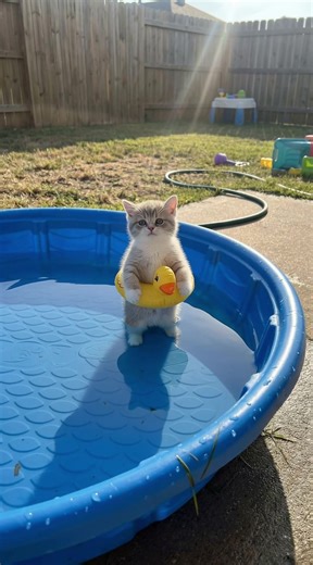 Adorable Cat Enjoys a Splash in a Kitty Pool