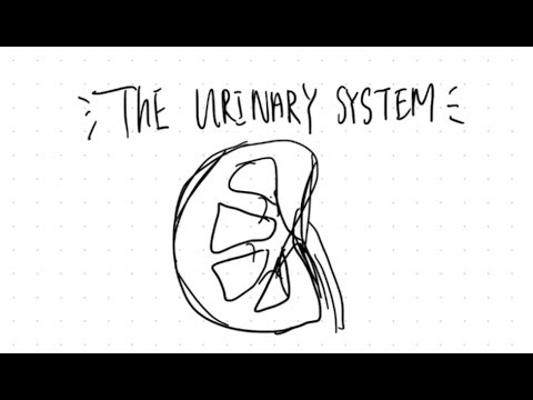 A Brief Overview of the Urinary System