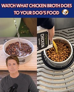 Actor and dog-dad Rob Lowe says: NEVER feed your dogs these foods! 🙅 ❌ Avoid these “No Go” foods at all costs if you want your dog to feel their best. ✅ Instead, reach for the “Go foods” the actor shares in this video — watch it now to see what to feed your dog to give them more energy, flexible joints, strong muscles, and a full, healthy life. 👉 https://rebrand.ly/RobLoweDogFood | Rob Lowe