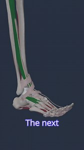 🦶 Toe Flexion – Anatomy in Motion This short video demonstrates the range of motion involved in toe flexion, showcasing the joint mechanics and muscle activation that support movement and balance. 📚 It’s part of the Anatomy Programme on Physiopedia Plus, ideal for clinicians and students building foundational MSK knowledge. 👉 Subscribe to access the full programme: https://members.physio-pedia.com/learn/exploring-anatomy-programme-promopage/ #ToeFlexion #ROM #AnatomyProgramme #PhysiopediaPlus