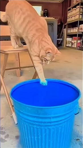 বিল্লি পড়ে গিয়ে নিল রঙের হয়ে গেলো 😂🤣#shorts #funny #trending