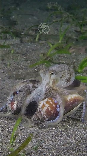 Coconut Octopus Walks with Shells 🐙🐚 #calmrelaxwithnature