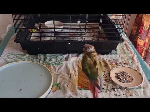 Parakeet having a bath