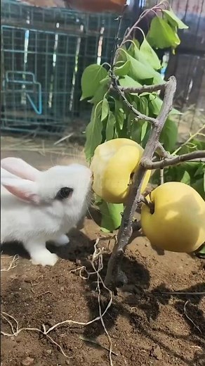 Cute rabbit eating pear in cage 😍 #rabbit #adorable #shorts