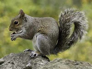 Will Red Pepper Flakes Deter Squirrels? (Yes, Here is Why)
