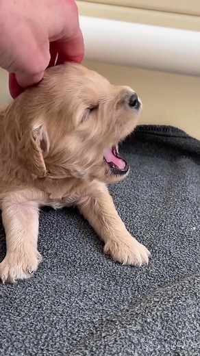 Did you know that puppies can purr? Trainers generally referred to this as the “rumbling” sound - It’s a way for a puppies or dog to communicate their contentment and pleasure. So, if your dog starts purring, it’s a good sign that they’re happy and relaxed!🥰 Watch as a snuggle, this little girl straight to sleep 🥰😴#puppy #puppylove #instapuppy #puppyoftheday #puppygram #puppynoise #puppylife #cutepuppy #puppydog #goldenretrieverpuppy#puppyeyes #goldenpuppy #sleepypuppy #puppystagram #puppysta