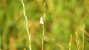 Female fall webworm (Hyphantria cunea) is moth in family Erebidae known principally for its larval stage, which creates the characteristic webbed nests on tree limbs of a wide variety of hardwoodsl.