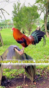 Raptor Sweater x Cecil Davis Kelso #SweaterKelso🐓 #Bullstag | CSJ Battlegrounds Gamefarm