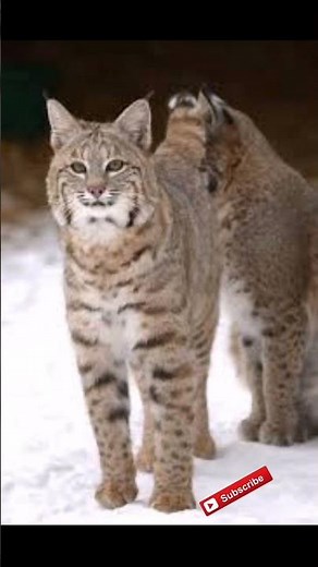 Pit bull Vs Bobcat #shorts