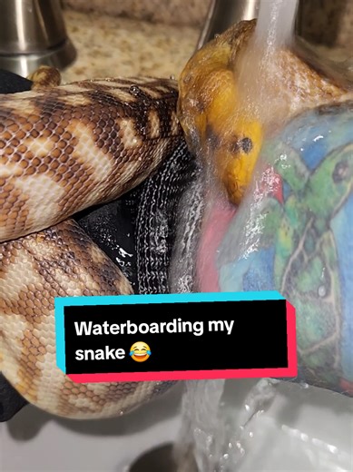 Woma Python's Feeding Response: Caution and Care