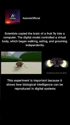 Scientists Copied a Fruit Fly Brain Into a Computer 🧠🪰