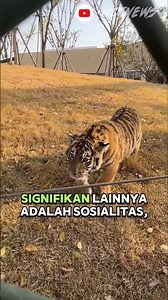 "Fur Color Contrast: Tiger Cubs vs Lion Cubs" #animal #wildlife #animalfacts #animalworld #shots