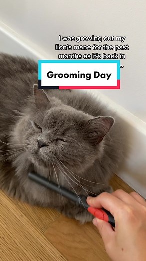 Persian Cat Grooming Day | Billy's Lion Cut Transformation