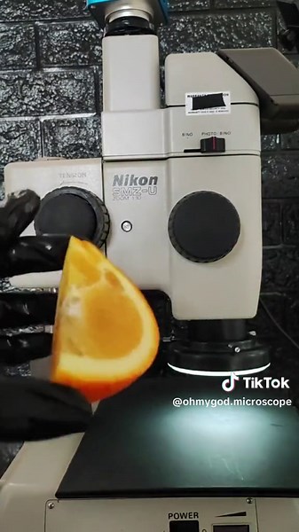 Orange fruit under a microscope