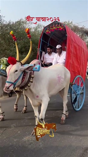 Khillar बैल ‘पाहून थक्क व्हाल! Pure Bloodline 💥” #bailjodi #bullfarm #bull #cow