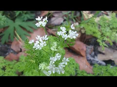 Fines herbs of French cooking: My Chervil growing project. PT 5
