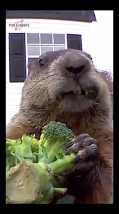 Eat Clean | Chunk The Groundhog