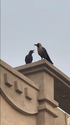 “Mother and Baby Crow’s Sweet Moment 🖤 #Birds”