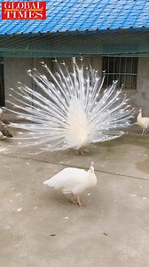 #AnimalHouse If you have never seen a peacock fan its tail, then this video is a must for you! | Global Times