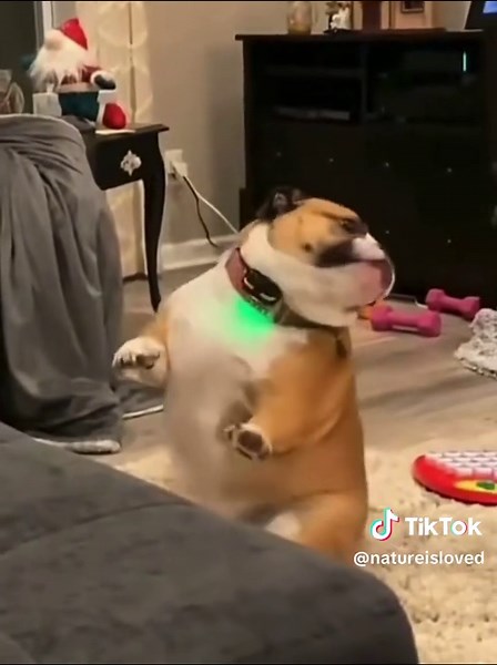 Fun Dog Dance Challenge Compilation