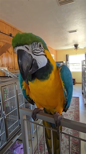 The only way to mess with Alex! 🦜😘😍