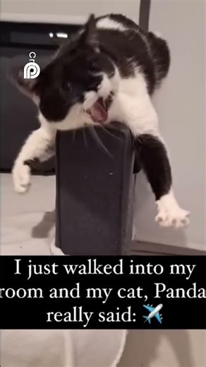 Panda Cat's Hilarious Pose You Won't Believe This Game! 🐼😹 (Impossible Stretch Fail)