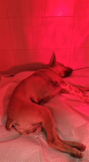 Pues este es el regalo de Reyes 🎁😭😓 Típico de Lorca. Perro parece que atropellado hace unas horas y dejado tirado en la zona de la Pulgara en este municipio. No tiene sensibilidad profunda en las patas de atrás y las de delante las tiene muy rígidas. En definitiva, no va a volver a caminar😭 No tiene chip. ¿Estaba abandonado? ¿Era autopaseante? ¿Cómo es posible que el conductor se haya dado a la fuga y lo haya dejado ahí en la carretera? ¿Cuánto tiempo ha estado sin ayuda? Hoy hace un frío ho