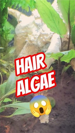 Hair Algae Taking Over Your Tank?😱