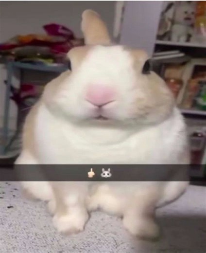 Understanding Bunny Behavior: Common Issues to Expect