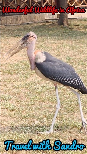 Wonderful Wildlife in Africa ,Uganda. Birds in Uganda.