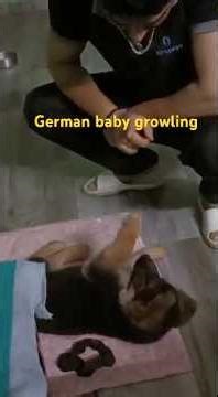 My german baby growling #germanshepherd #pets #viral