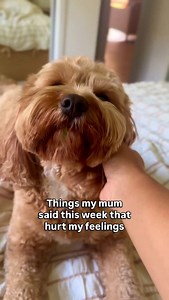 Why so mean 🫠🥺 #lifestyle #biscoffthefloof #dogmeme #doglife | Biscoff.the.floof